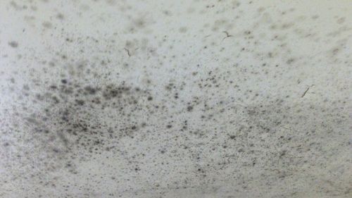 Mould will be the focus of a new parliamentary inquiry focusing on biotoxins.