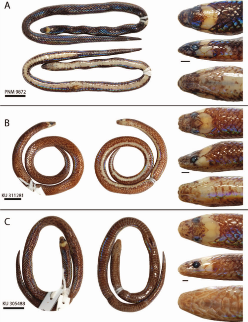 Levitonius mirus new snake species