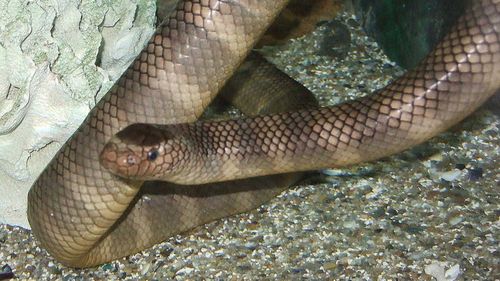 Black-banded sea kraits are ten times more venomous than cobras, but rarely bite humans.