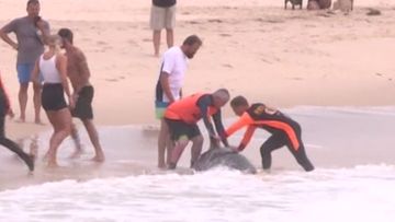 A melon-headed whale has died after it was found stranded on a New South Wales beach.