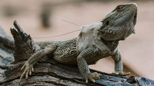 Dragons were fitted with temperature and movement trackers. Picture: Supplied