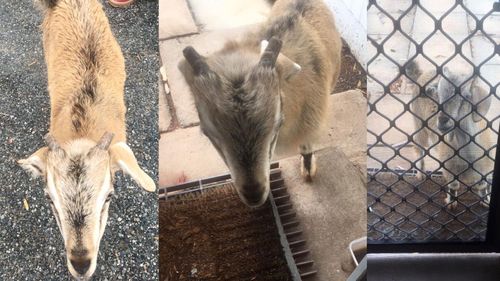 Goldfields residents complain of goat invasion