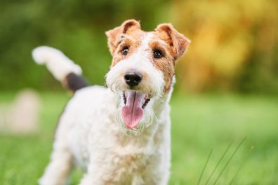 Close up shot of a happy cute fox terrier dog in the park.