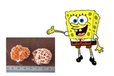Spongiforma squarepantsii is a species of fungus named after the cartoon character SpongeBob SquarePants. Found in Malaysia, it was new to science in 2011. It produces sponge-like, rubbery orange fruit bodies that have a fruity or musky odour.