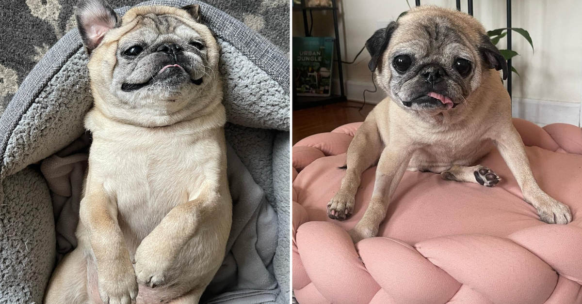 Noodles death Pug who went viral on TikTok for 'no bones day' dies in