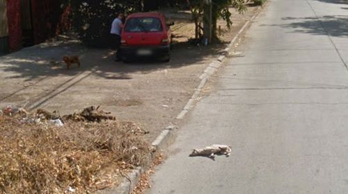The dog lies on the road after apparently getting hit by the car. (Google)