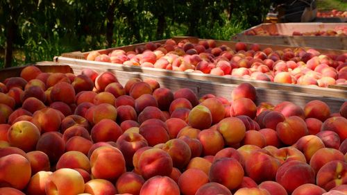 Australian summer peach harvest in Victoria