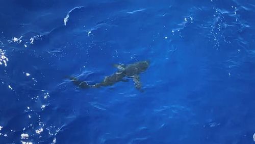 The coast guard belives that the shark was a Long-Fin Mako or Pelagic Thresher shark.
