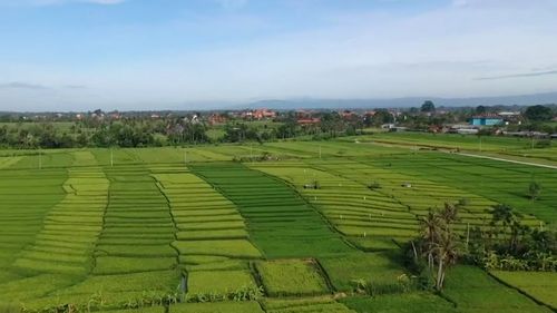 Bali's famous rice paddies are under threat as farmers sell to developers.
