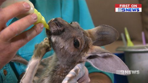 Gumby's Kangaroo and Wildlife Sanctuar currently cares for 31 orphaned kangaroos. (9NEWS)

