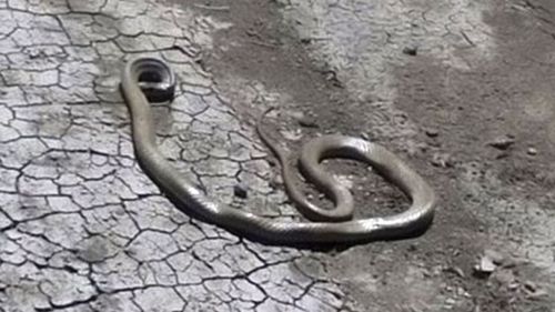 Brown snake photographed months before six-year old's death