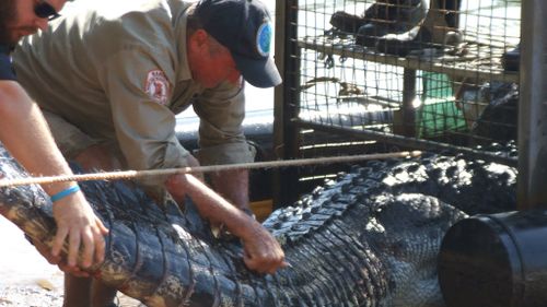 Police and Parks and Wildlife rangers teamed up to wrangle the crocodile. (Supplied)