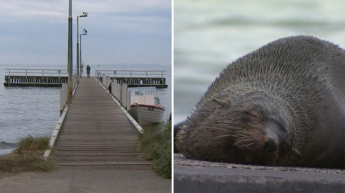 Queen Freya The Walrus Was Spotted Sinking Pleasure Boats In Norway