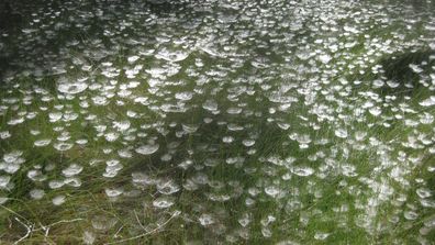 Tent spiders created the unusual ‘dome webs’ suspended across long grass in Port Macquarie’s Kooloonbung Creek Nature Reserve.