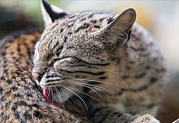 What is the conservation status of Geoffroy's cat?