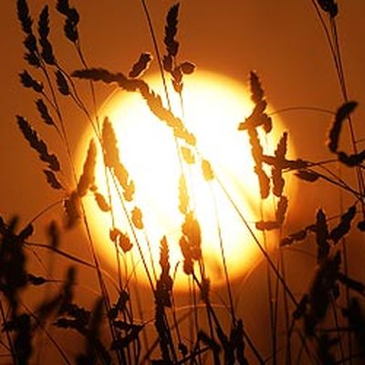 Solar urticaria: Allergy to the sun