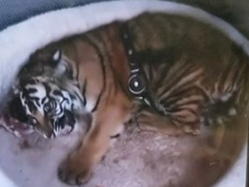 The missing tiger cub is believed to weigh nearly 27kg.