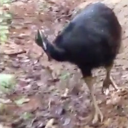 One of the world most dangerous birds has been caught stalking a group of hikers in Queensland's north, triggering warnings from authorities about the unusual behaviour. 