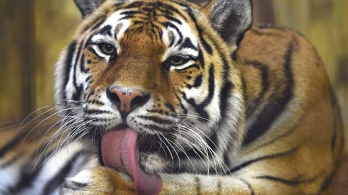 Rare tiger killed by other tigers in Canadian zoo