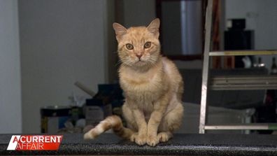 Garfield the cat went missing for 19 months.