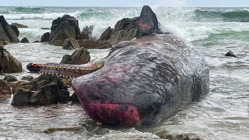 One of 14 dead sperm whales lies washed up on a beach at King Island, north of Tasmania, Australia, Tuesday, Sept. 20, 2022. The whales were discovered Monday afternoon on King Island, part of the state of Tasmania in the Bass Strait between Melbourne and Tasmania's northern coast, the state Department of Natural Resources and Environment said in a statement. (Department of Natural Resources and Environment Tasmania via AP)