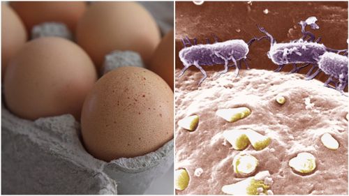 Salmonella bug could be used to fight cancer, researchers say