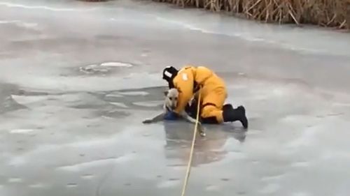 The firefighter helped guide the dog over the ice.