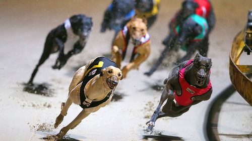 NSW greyhound bill successfully passes parliament