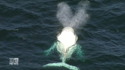 Marine biologists from Victoria's Department of Environment, Land, Water and Planning (DELWP) confirmed the whale is not Migaloo.