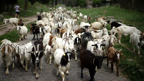 Goats used to help fight fires in the US