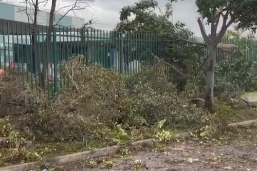 Tress down in Adelaide 