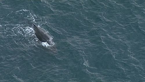 A local fisherman alerted authorities to a trapped whale off Barwon Heads waters this morning, tangled in ropes.