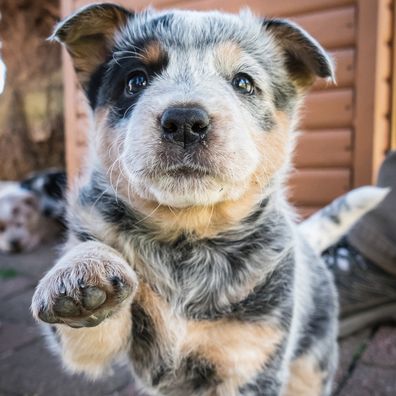 One cute 6-weeks old Blue Heeler puppy looks into camera with one paw raised and tail up. The breed is also called Australian Cattle Dog and is an iconic Australian working dog breed. In the background a brown wooden dog house and two puppies.