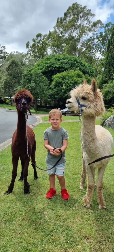 Archie at the Mountview Alpaca Farm.