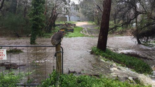 "Surveying his options," Mr Latter wrote. (Russell Latter/Facebook)