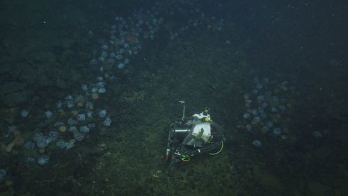 State-of-the-art underwater technology allowed researchers to understand the octopus garden.