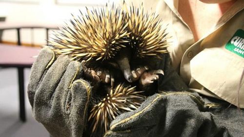 Man accused of stealing echidna to face Gold Coast court
