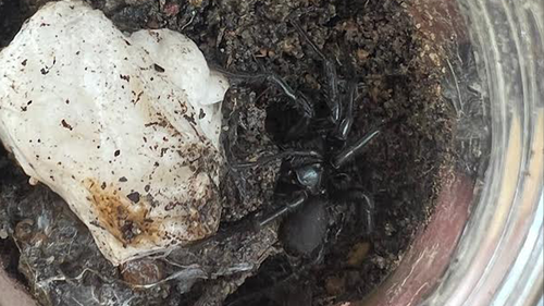 A man happened to be dropping off a funnel-web as 9news.com.au left the Australian Reptile Park.
