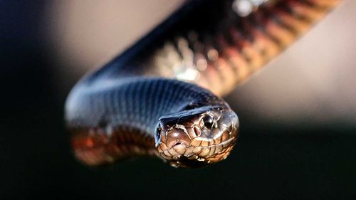 The common red-bellied black snake