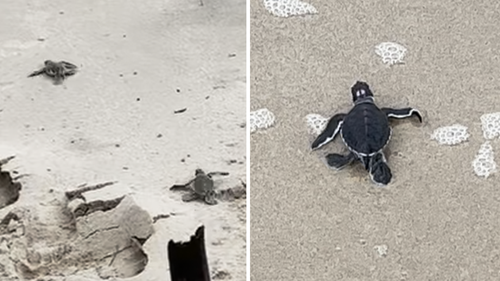 After months of waiting volunteers watched on as the tiny green sea turtles made their way to the ocean. 