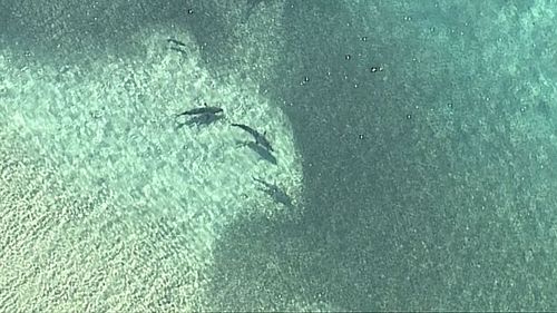 Stradbroke resident Barry Miall captured similar drone video two days ago. (9NEWS)