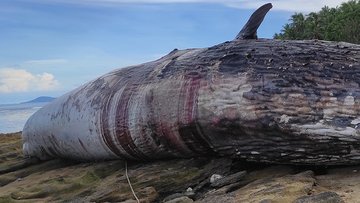 Disposing of the sperm whale&#x27;s carcass is the next challenge faced by the Department of Environment and Natural Resources (DENR).