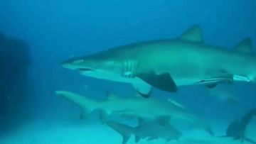 Video shows sharks surround divers off Gold Coast