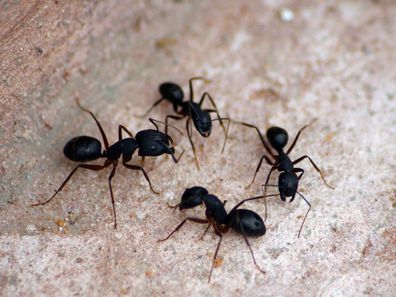 Common ants