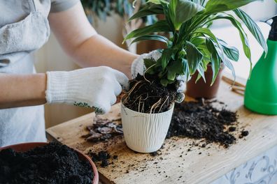 Houseplants, indoor plant