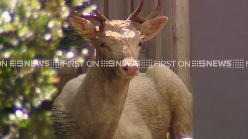 The deer escaped from a venue owned by Clive Palmer. (9NEWS)