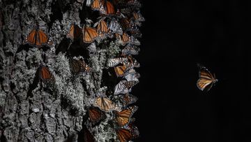 A monarch butterfly takes off from a tree trunk in the winter nesting grounds of El Rosario Sanctuary, near Ocampo, Michoacan state, Mexico, January 31, 2020.  The first monarch butterflies have appeared in the mountaintop forests of central Mexico where they spend the winter.  (AP Photo/Rebecca Blackwell, File)