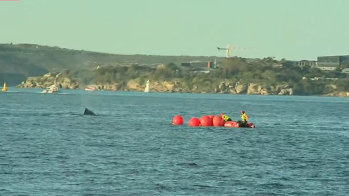 Humpback whale stuck in Sydney Harbour nets