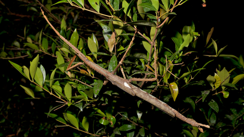 The new species of stick insect called Acrophylla Alta measures in at 40cm long and weighs about the same as a golf ball, at 44 grams. 