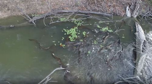 Electric eels targeting prey balls in Amazon 